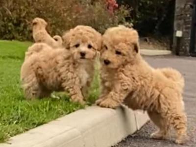 Poochon puppies for sale in Cork