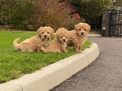 Poochon puppies for sale in Cork