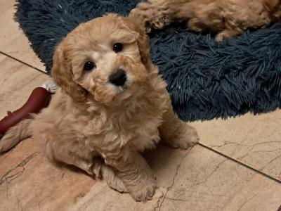 Poochon puppies for sale in Cork
