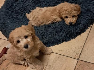 Poochon puppies for sale in Cork