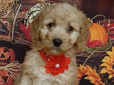 Cavapoo puppies for sale in Kilkenny