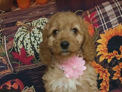 Cavapoo puppies for sale in Kilkenny