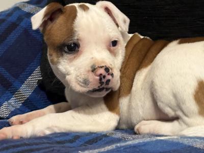 (UPDATED 31/10 ) IKC Registered Staffordshire Bull Terrier male pup LEFT in Kilkenny
