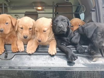 Church Oak IKC Registered Labrador puppies in Kildare. FTCH Bloodlines.