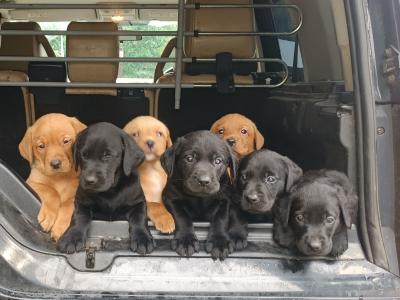 Church Oak IKC Registered Labrador puppies in Kildare. FTCH Bloodlines.