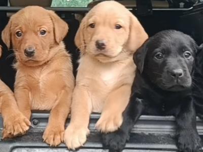 Church Oak IKC Registered Labrador puppies in Kildare. FTCH Bloodlines.