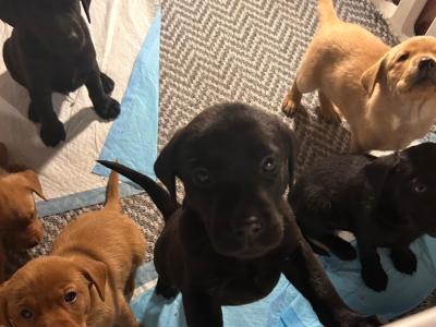 Church Oak IKC Registered Labrador puppies in Kildare. FTCH Bloodlines.