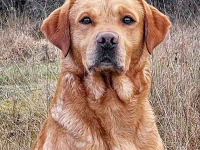 Church Oak IKC Registered Labrador puppies in Kildare. FTCH Bloodlines.