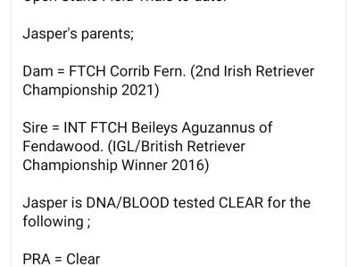 Church Oak IKC Registered Labrador puppies in Kildare. FTCH Bloodlines.