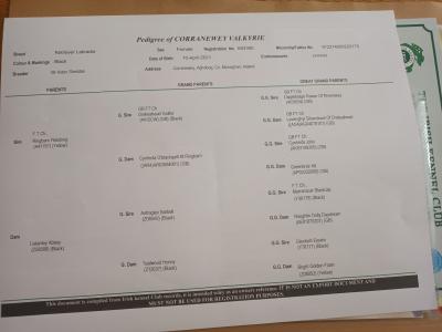 Church Oak IKC Registered Labrador puppies in Kildare. FTCH Bloodlines.