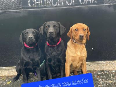 Church Oak IKC Registered Labrador puppies in Kildare. FTCH Bloodlines.