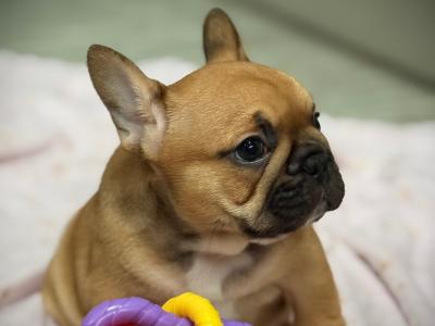 Meet Our Adorable French Bulldog puppies in Waterford 🌟