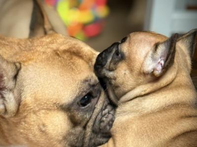 Meet Our Adorable French Bulldog puppies in Waterford 🌟