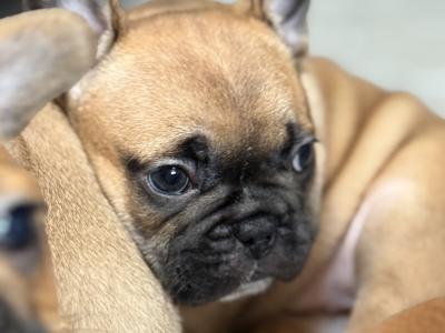 Meet Our Adorable French Bulldog puppies in Waterford 🌟