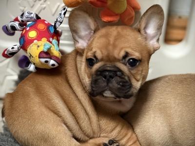 Meet Our Adorable French Bulldog puppies in Waterford 🌟