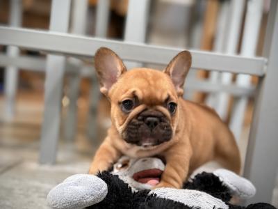 Meet Our Adorable French Bulldog puppies in Waterford 🌟