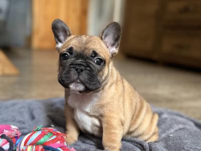 Meet Our Adorable French Bulldog puppies in Waterford 🌟