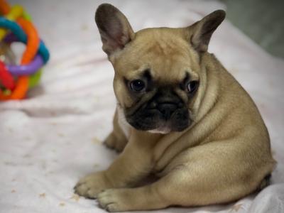 Meet Our Adorable French Bulldog puppies in Waterford 🌟