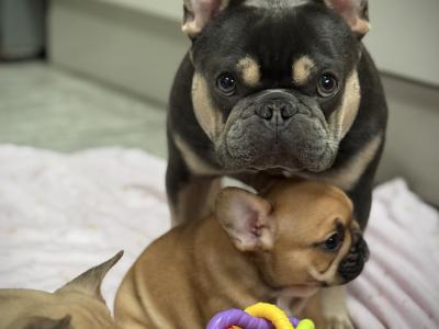 Meet Our Adorable French Bulldog puppies in Waterford 🌟