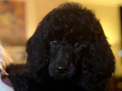 IKC Registered Standard  Poodle puppies in Donegal. Stunning females 💖Ready  😊