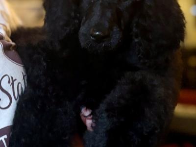 IKC  Standard  Poodle puppies in Donegal. Stunningā¤ļø Ready for forever homes š