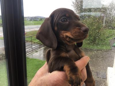 Pra clear IKC Registered(pending) Miniature Smooth Dachshund pups