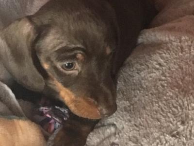 Pra clear IKC Registered(pending) Miniature Smooth Dachshund pups