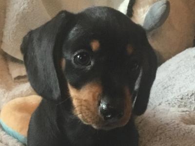IKC Registered(pending) Miniature Smooth Dachshund puppies Pra Clear in Cork