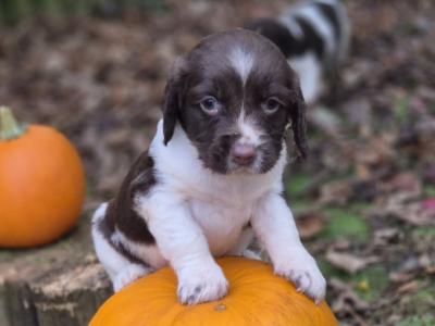 Purebred Springer Spaniel puppies in Wexford