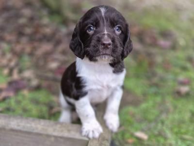 Purebred Springer Spaniel puppies in Wexford