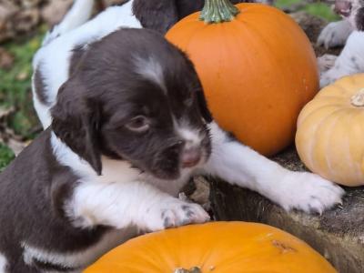 Purebred Springer Spaniel puppies in Wexford