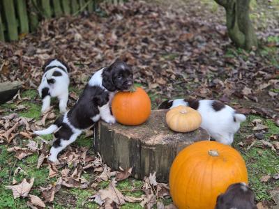 Purebred Springer Spaniel puppies in Wexford