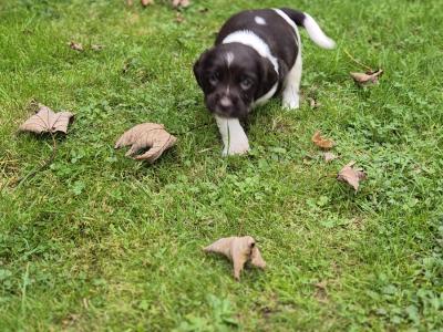 Purebred Springer Spaniel puppies in Wexford