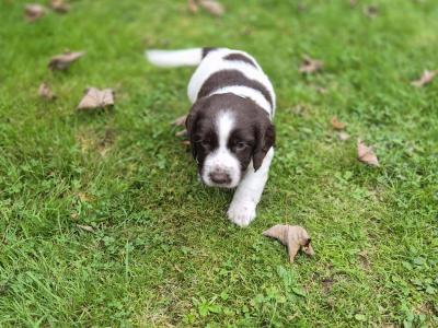 Purebred Springer Spaniel puppies in Wexford