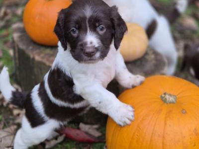 Purebred Springer Spaniel puppies in Wexford