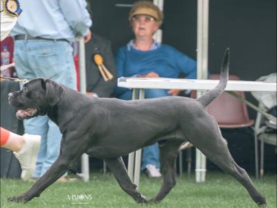 IKC Registered Multi Champion Valentino Cane Corso at Stud