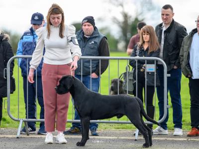 IKC Registered Multi Champion Valentino Cane Corso at Stud