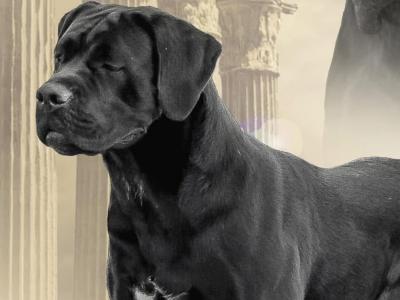 IKC Registered Multi Champion Valentino Cane Corso at Stud