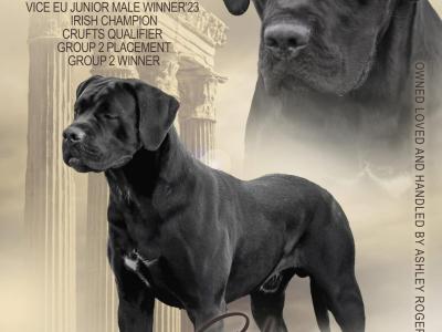 IKC Registered Multi Champion Valentino Cane Corso at Stud