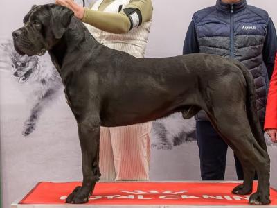 IKC Registered Multi Champion Valentino Cane Corso at Stud