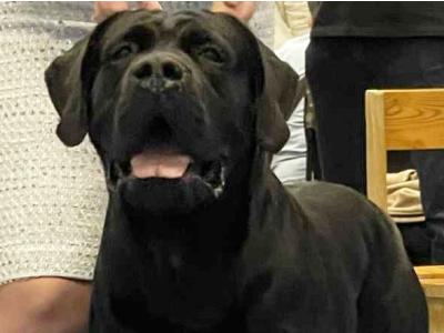 IKC Registered Multi Champion Valentino Cane Corso at Stud
