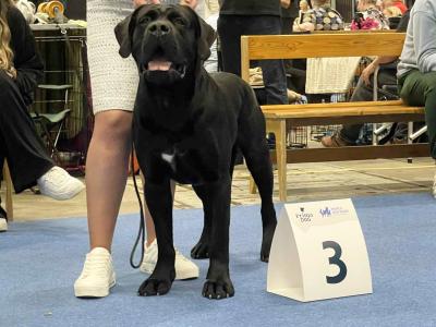 IKC Registered Multi Champion Valentino Cane Corso at Stud