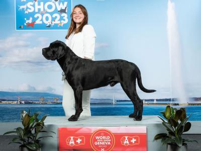 IKC Registered Multi Champion Valentino Cane Corso at Stud