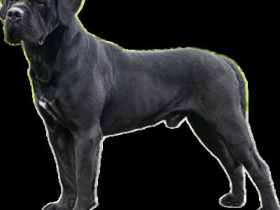IKC Registered Multi Champion Valentino Cane Corso at Stud