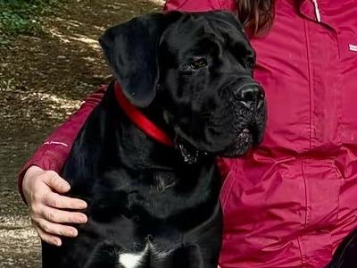 IKC Registered Multi Champion Valentino Cane Corso at Stud