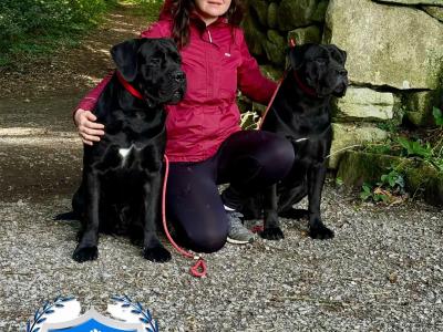 IKC Registered Multi Champion Valentino Cane Corso at Stud