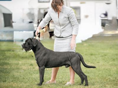IKC Registered Multi Champion Valentino Cane Corso at Stud