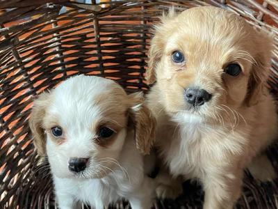 Adorable Cavachon puppies for sale in Meath