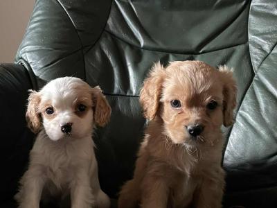 Adorable Cavachon puppies for sale in Meath