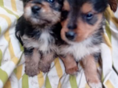 Miniature Yorkshire Terrier puppies in Wexford